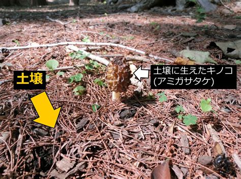 陽樹 種類|生物基礎：遷移の分類、一次遷移(裸地～陰樹林)の過。